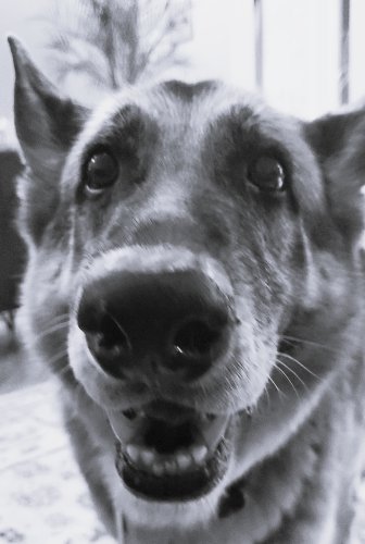 Cezzi: the chief biscuit and squeaky toy officer